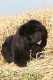 CHOW CHOW 014